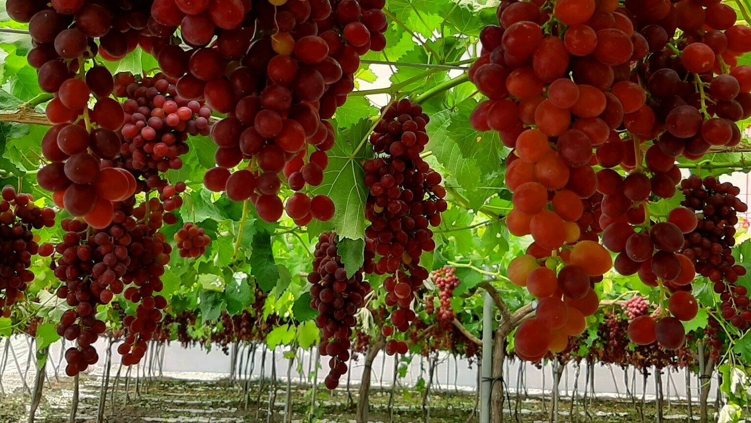 agralia-agrotextiles-agricover-uva-mesa|agralia-agrotextiles-agricover-uva-mesa..